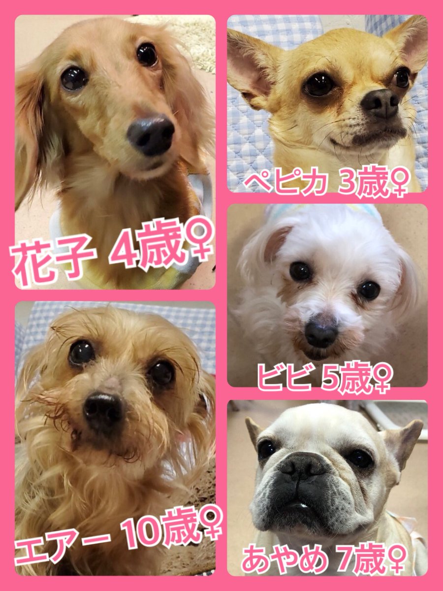🐾今日の里親様募集中ワンコ🐶メンバーです🐾2020,4,4